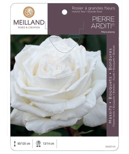 Rosier à grandes fleurs PIERRE ARDITI ® Meicalanq