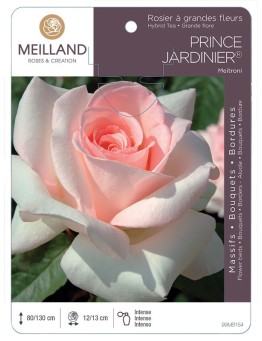Rosier à grandes fleurs PRINCE JARDINIER ® Meitroni