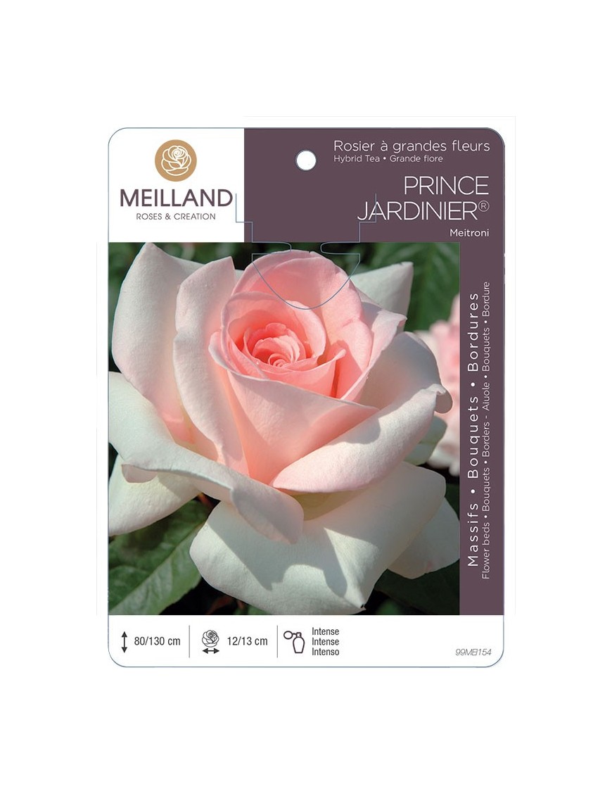 Rosier à grandes fleurs PRINCE JARDINIER ® Meitroni