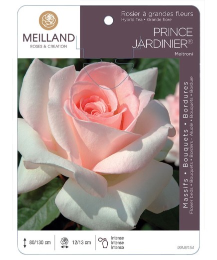 Rosier à grandes fleurs PRINCE JARDINIER ® Meitroni