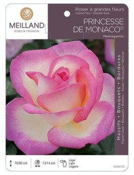 Rosier à grandes fleurs PRINCESSE DE MONACO ® Meimagarmic