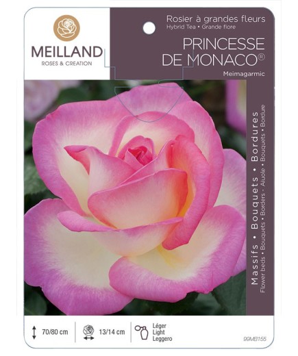 Rosier à grandes fleurs PRINCESSE DE MONACO ® Meimagarmic