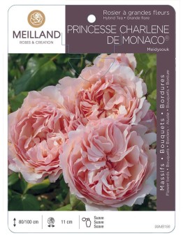 Rosier à grandes fleurs PRINCESSE CHARLENE DE MONACO ® Meidysouk