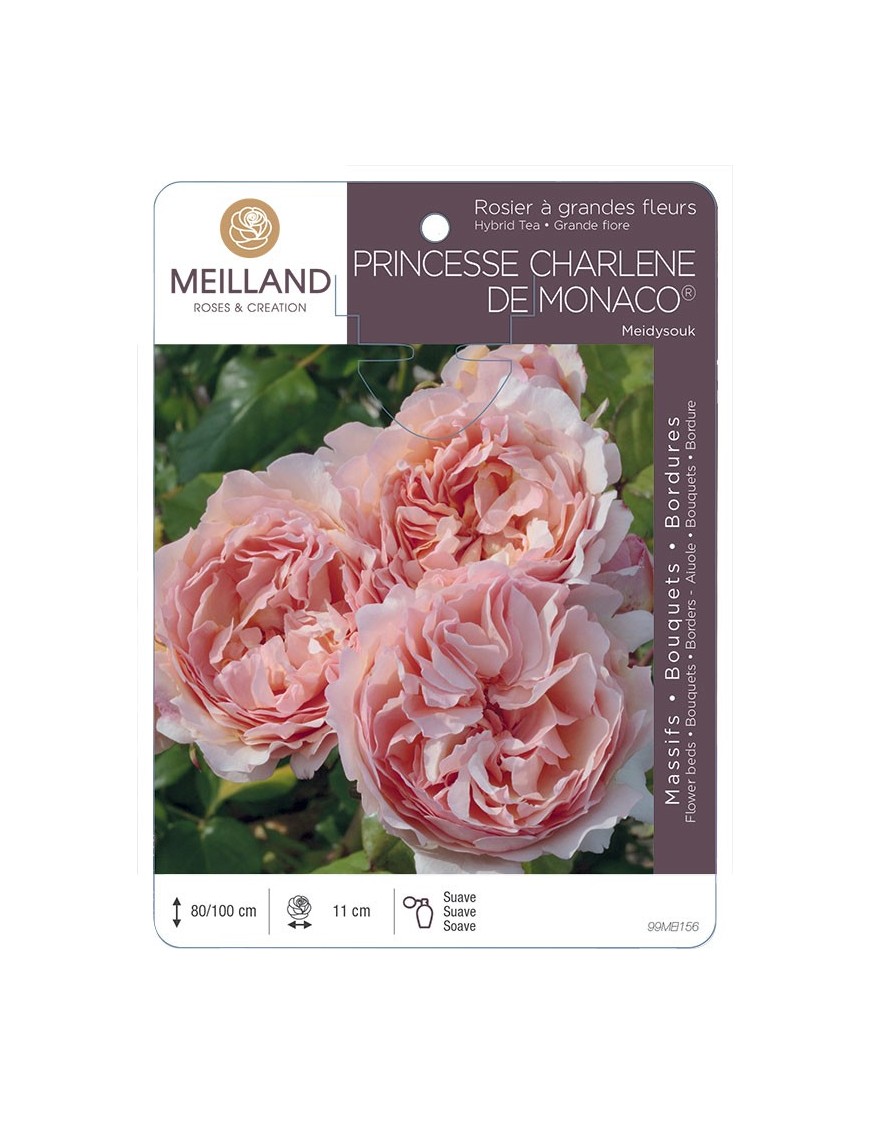 Rosier à grandes fleurs PRINCESSE CHARLENE DE MONACO ® Meidysouk