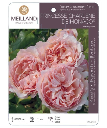 Rosier à grandes fleurs PRINCESSE CHARLENE DE MONACO ® Meidysouk