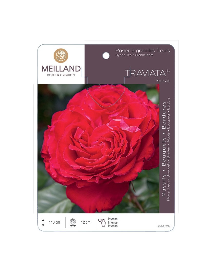Rosier à grandes fleurs TRAVIATA ® Meilavio