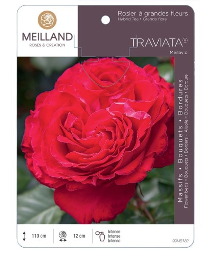 Rosier à grandes fleurs TRAVIATA ® Meilavio