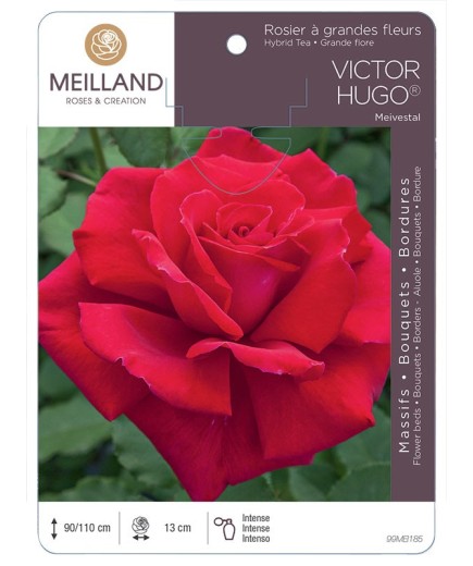 Rosier à grandes fleurs VICTOR HUGO ® Meivestal