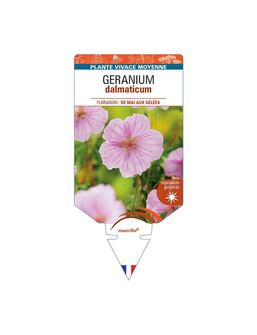 GERANIUM dalmaticum