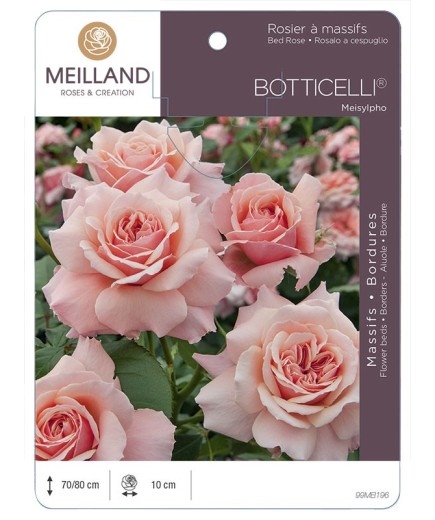 Rosier à massifs BOTTICELLI ® Meisylpho