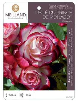 Rosier à massifs JUBILÉ DU PRINCE DE MONACO ® Meisponge
