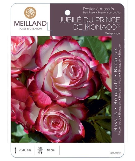 Rosier à massifs JUBILÉ DU PRINCE DE MONACO ® Meisponge