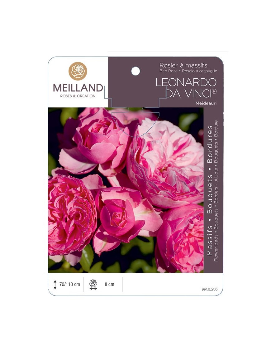 Rosier à massifs LÉONARDO DA VINCI ® Meideauri