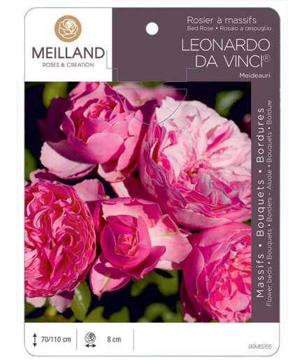 Rosier à massifs LÉONARDO DA VINCI ® Meideauri