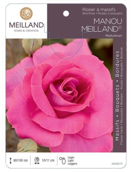 Rosier à massifs MANOU MEILLAND ® Meitulimon