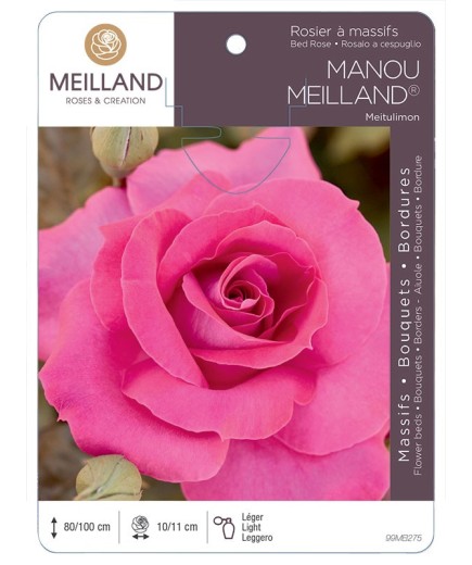 Rosier à massifs MANOU MEILLAND ® Meitulimon