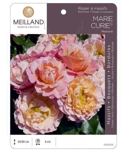 Rosier à massifs MARIE CURIE ® Meilomit
