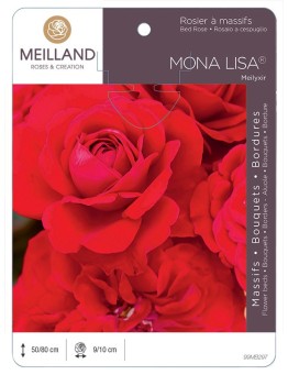 Rosier à massifs MONA LISA ® Meilyxir