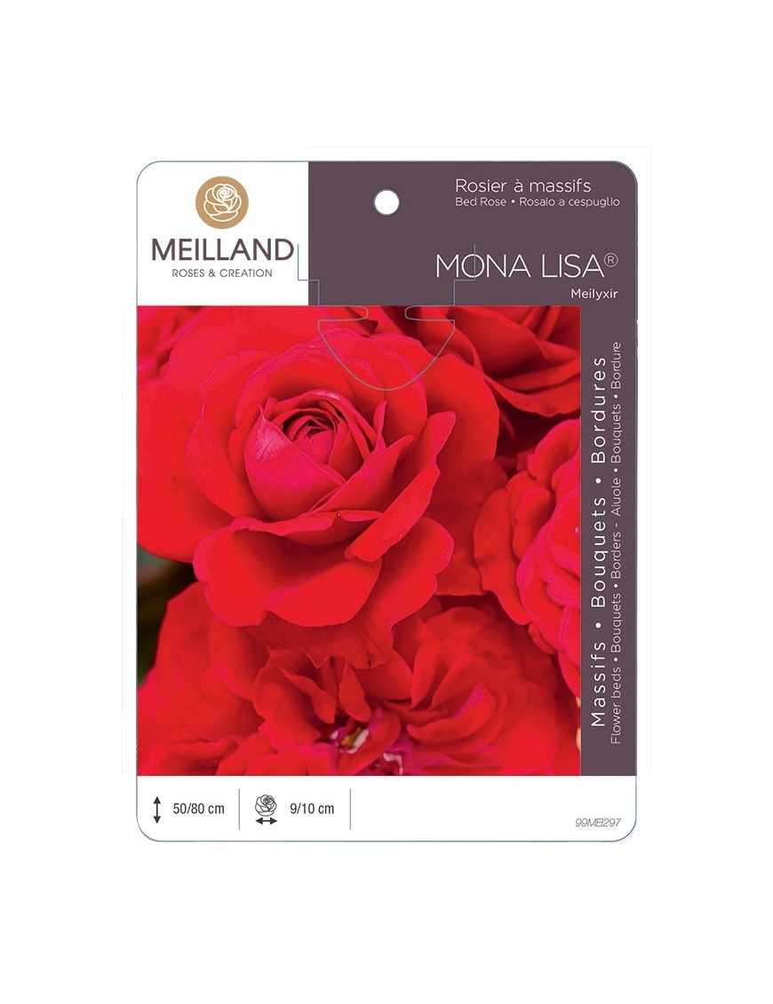 Rosier à massifs MONA LISA ® Meilyxir