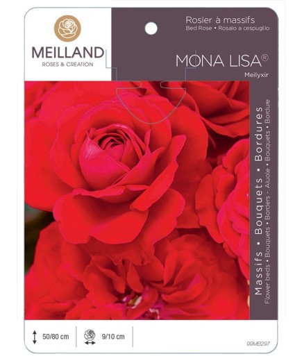 Rosier à massifs MONA LISA ® Meilyxir