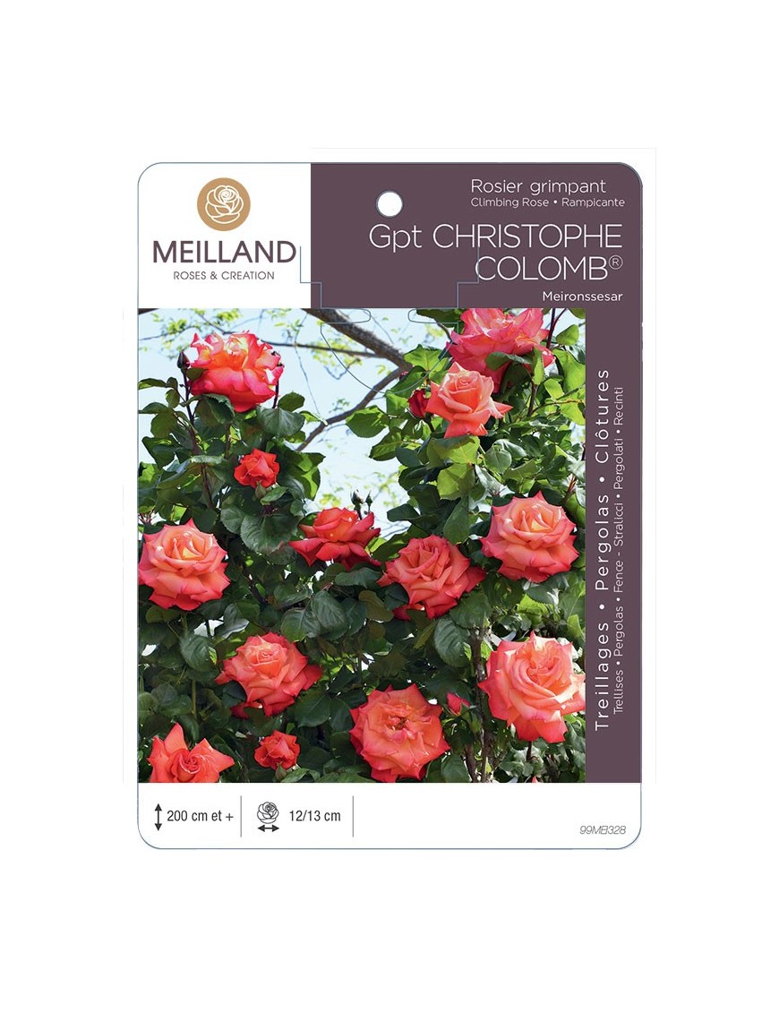 Rosier grimpant CHRISTOPHE COLOMB ® Meironssesar