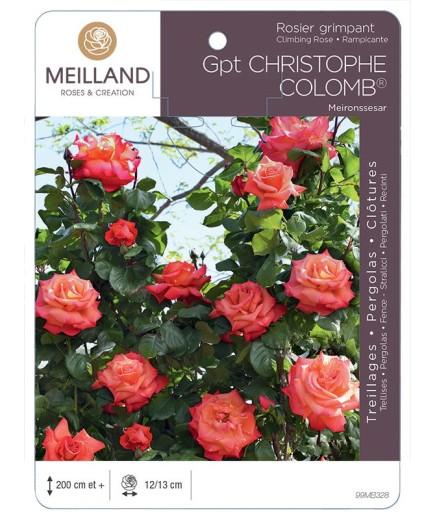 Rosier grimpant CHRISTOPHE COLOMB ® Meironssesar