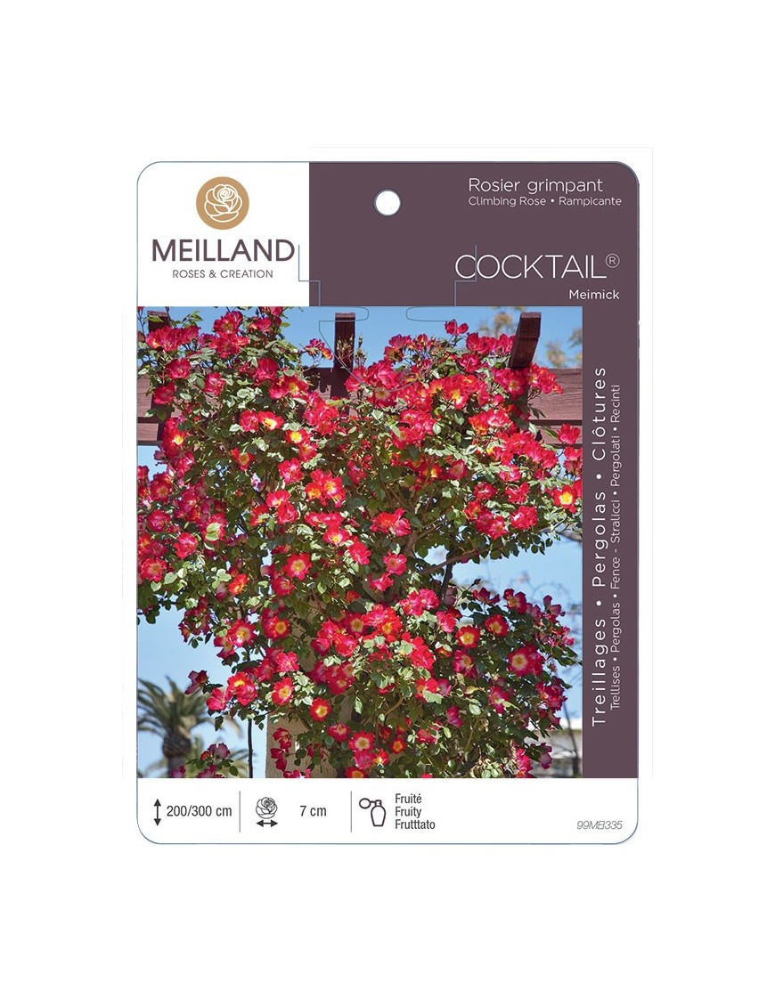 Rosier grimpant COCKTAIL ® Meimick