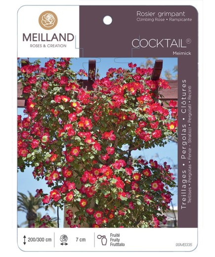 Rosier grimpant COCKTAIL ® Meimick