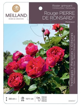 Rosier grimpant ERIC TABARLY ® Meidrason