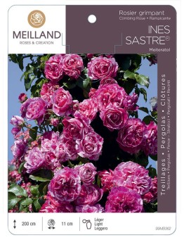 Rosier grimpant INES SASTRE ® Meiteratol