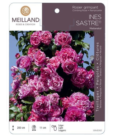 Rosier grimpant INES SASTRE ® Meiteratol