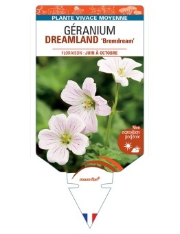 GERANIUM DREAMLAND Bremdream