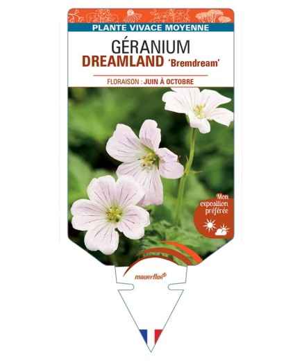 GERANIUM DREAMLAND Bremdream