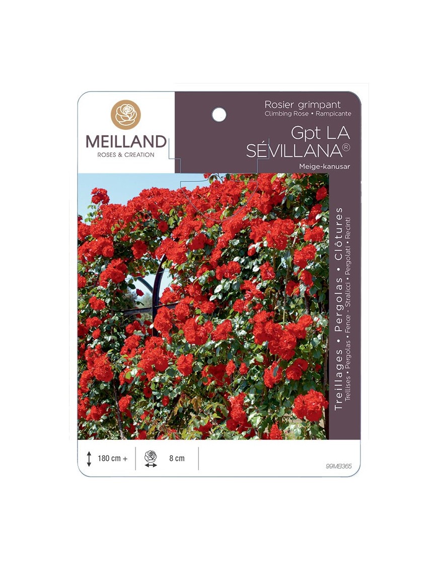 Rosier grimpant LA SÉVILLANA ® Meige-kanusar