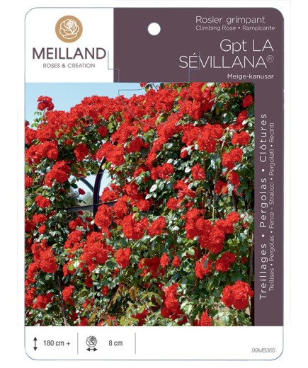 Rosier grimpant LA SÉVILLANA ® Meige-kanusar