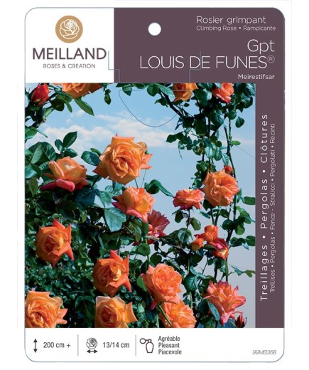 Rosier grimpant LOUIS DE FUNES ® Meirestifsar