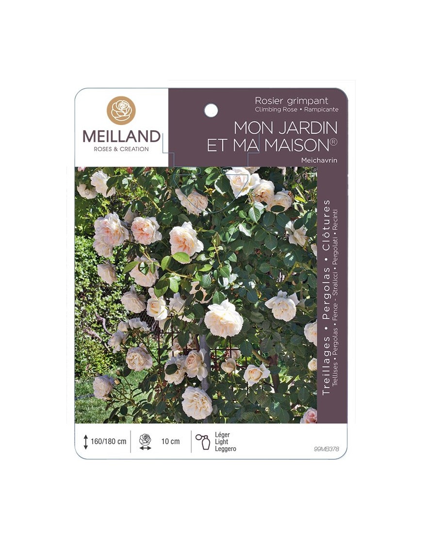 Rosier grimpant MON JARDIN ET MA MAISON ® Meichavrin