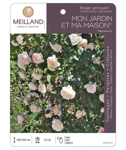 Rosier grimpant MON JARDIN ET MA MAISON ® Meichavrin