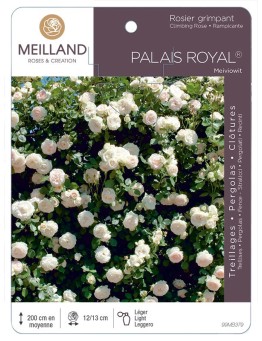 Rosier grimpant PALAIS ROYAL ® Meiviowit