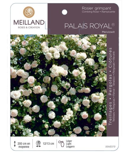 Rosier grimpant PALAIS ROYAL ® Meiviowit