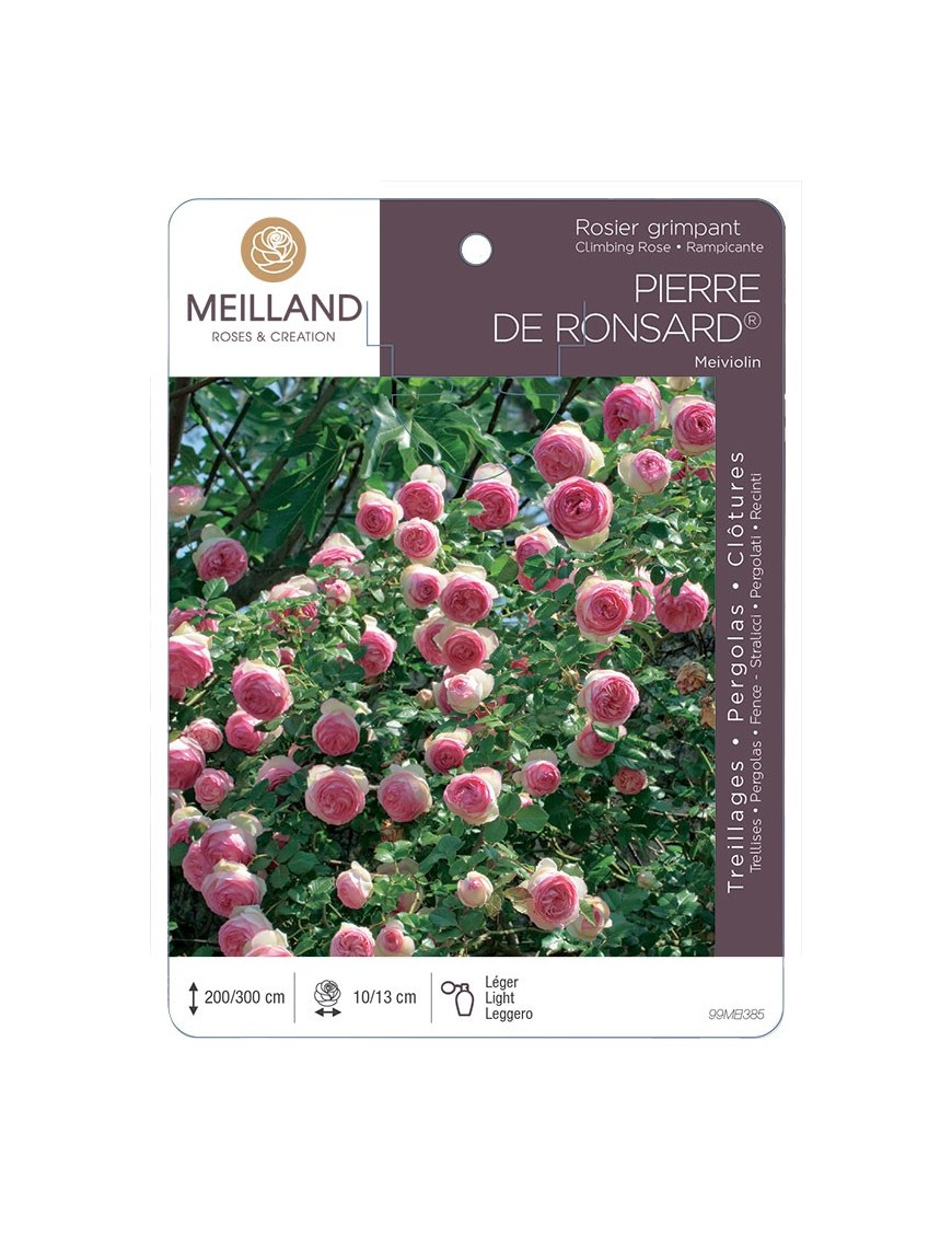 Rosier grimpant PIERRE DE RONSARD ® Meiviolin
