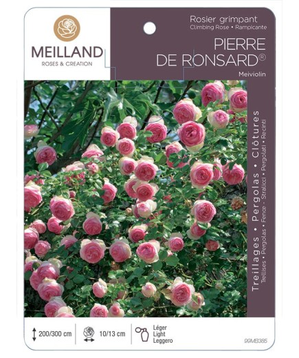 Rosier grimpant PIERRE DE RONSARD ® Meiviolin