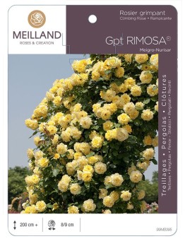 Rosier grimpant RIMOSA ® Meigro-Nurisar