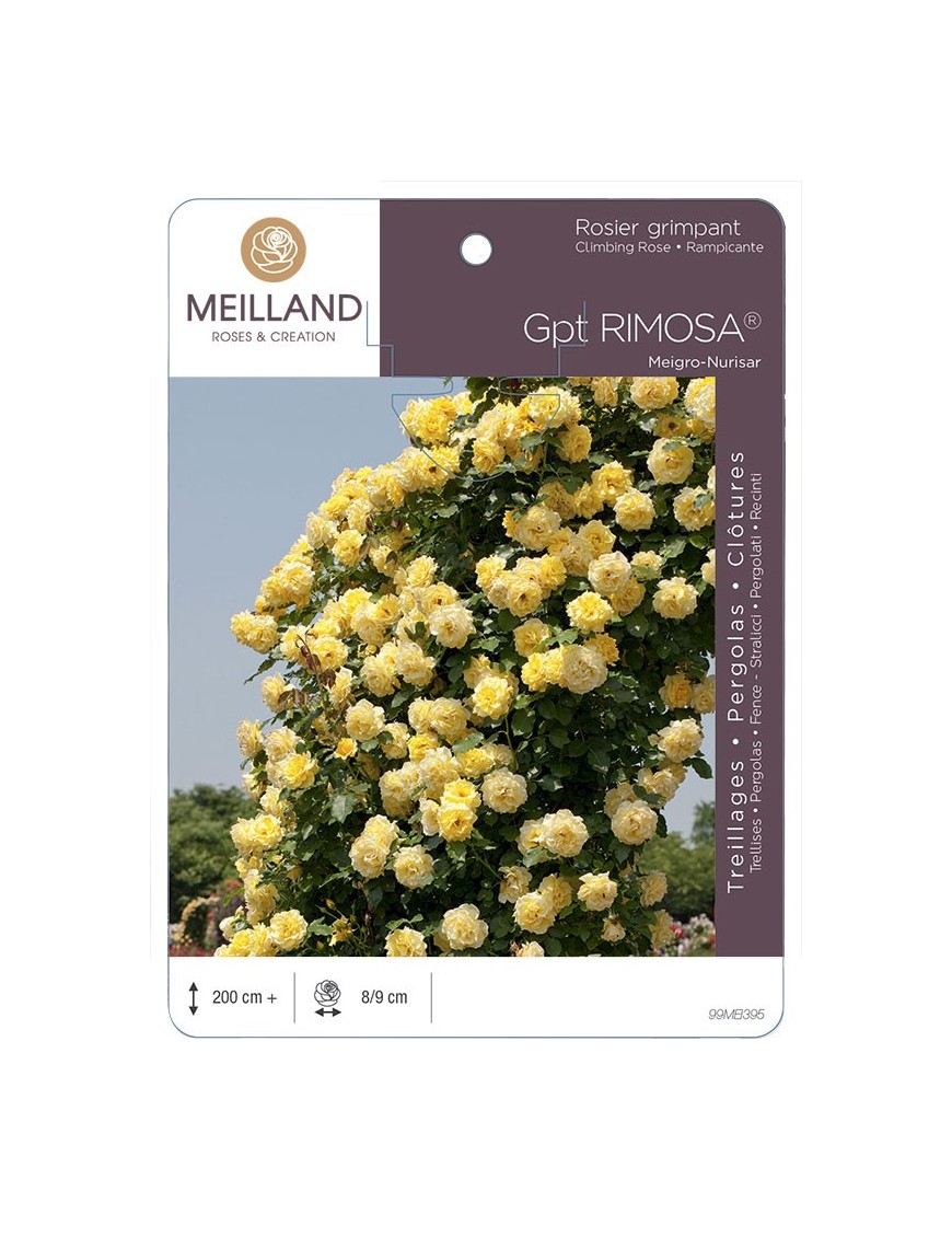 Rosier grimpant RIMOSA ® Meigro-Nurisar