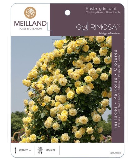 Rosier grimpant RIMOSA ® Meigro-Nurisar