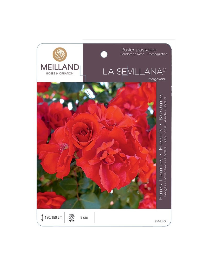 Rosier paysager LA SÉVILLANA ® Meigekanu