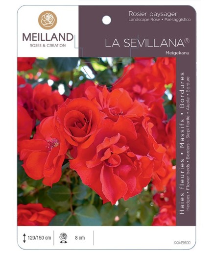 Rosier paysager LA SÉVILLANA ® Meigekanu