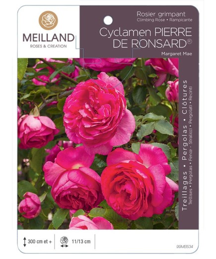 Rosier grimpant CYCLAMEN PIERRE DE RONSARD ® Margaret Mae