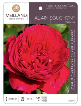 Rosier à grandes fleurs ALAIN SOUCHON ® Meikarouz