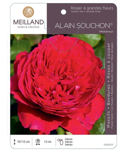 Rosier à grandes fleurs ALAIN SOUCHON ® Meikarouz